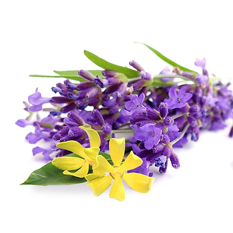 Lavender Ylang Ylang Massage Oil by Four Seasons